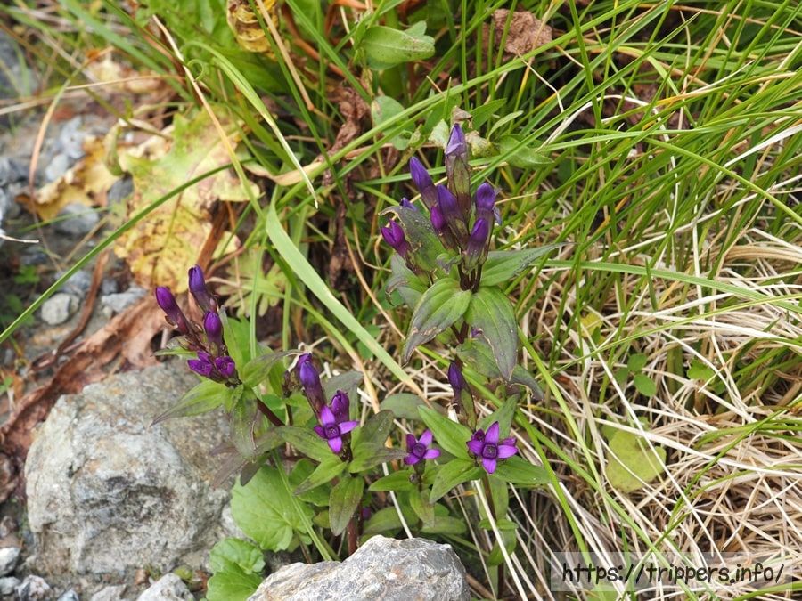 オノエリンドウ