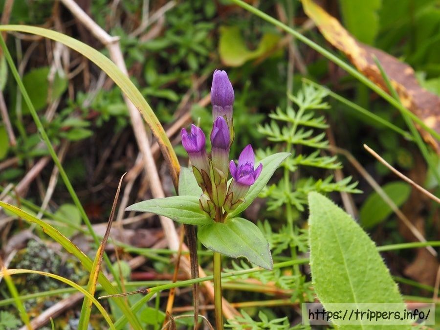 オノエリンドウ