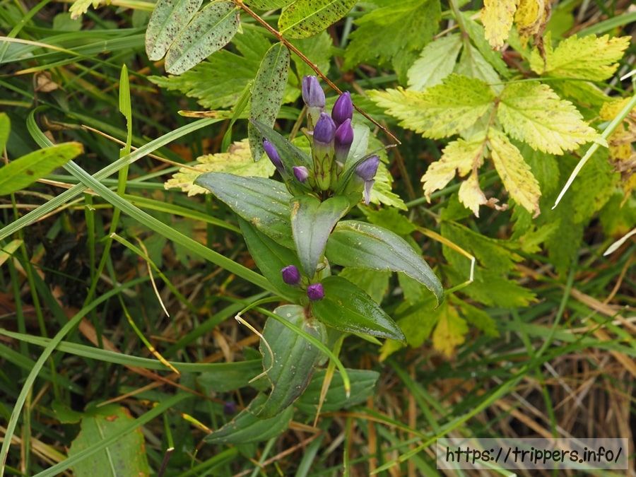 オノエリンドウ