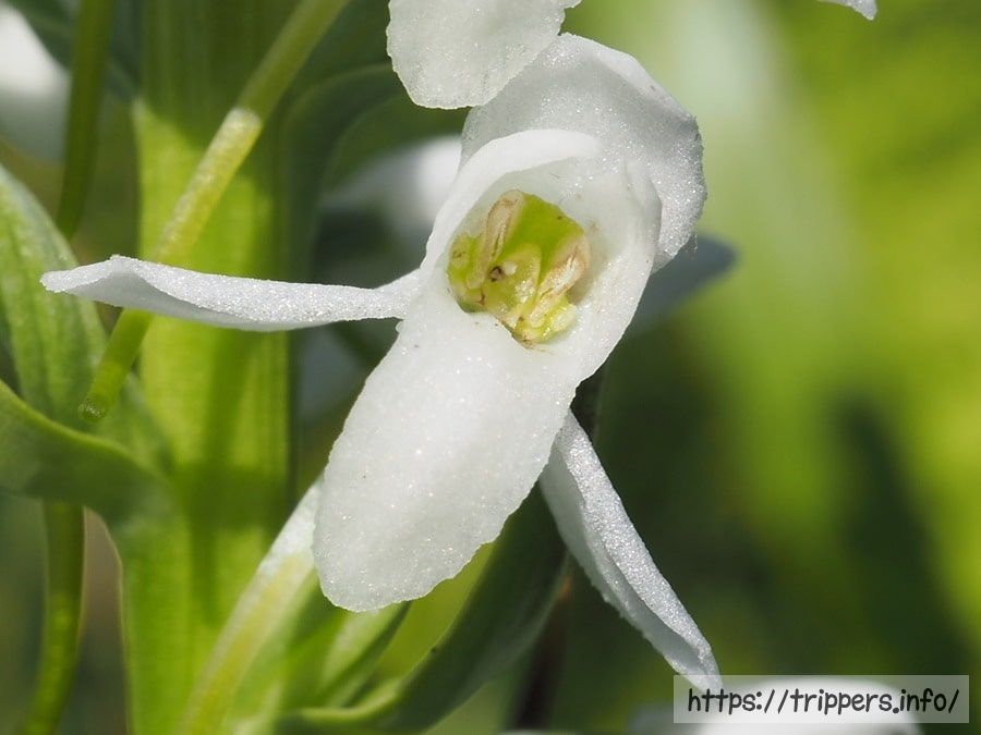 ミズチドリの花