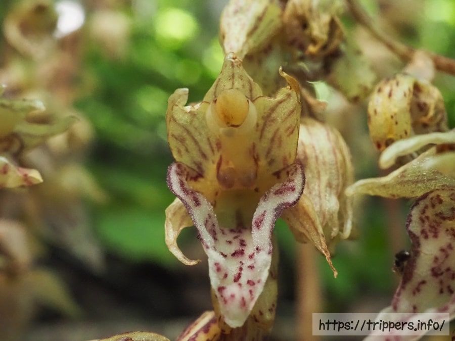 アオキランの花