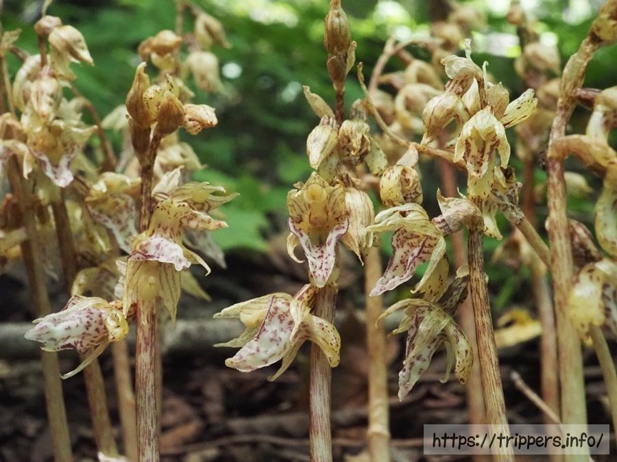 アオキランの群生
