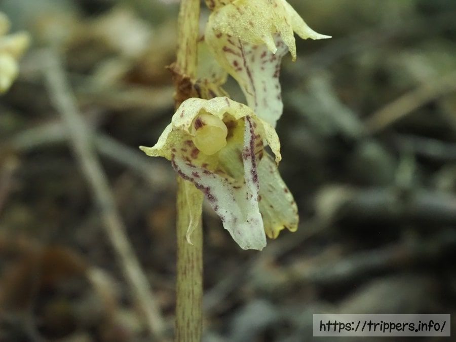 アオキランの花