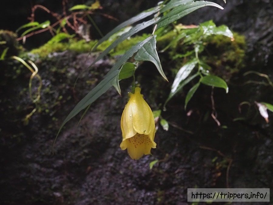 スルガジョウロウホトトギス