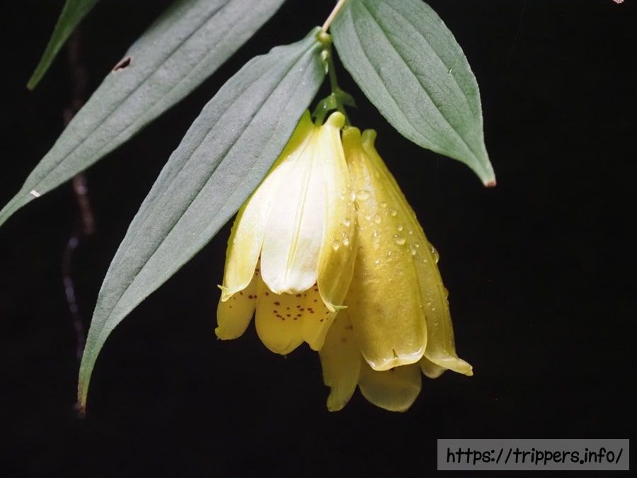 スルガジョウロウホトトギス