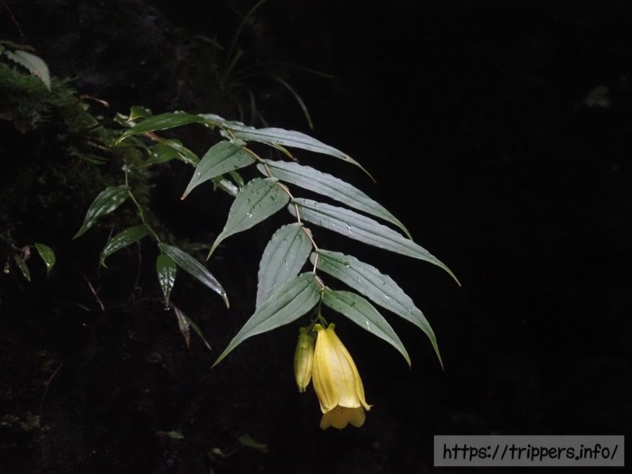 スルガジョウロウホトトギス