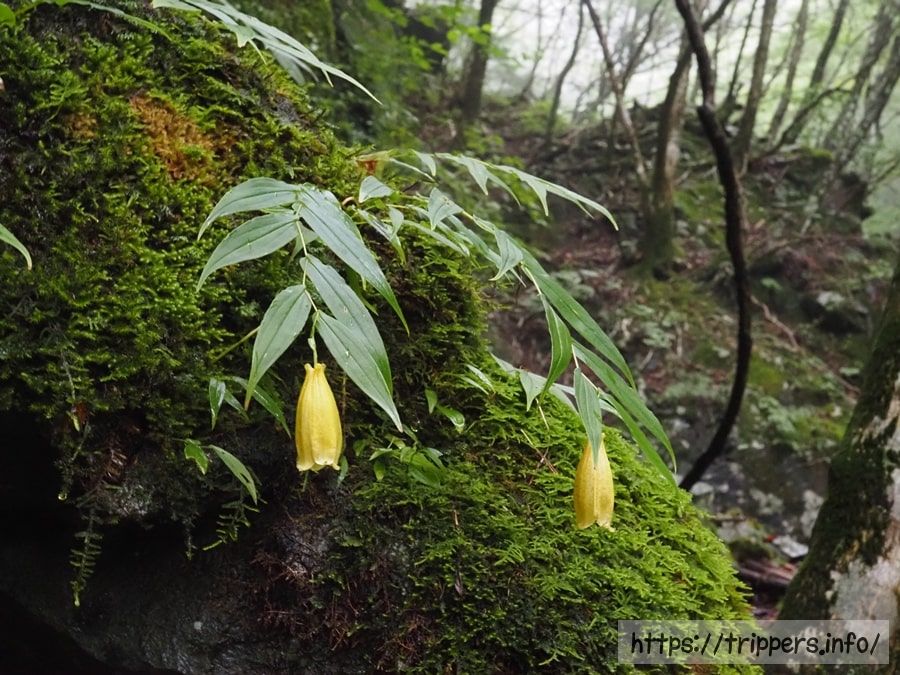 スルガジョウロウホトトギス