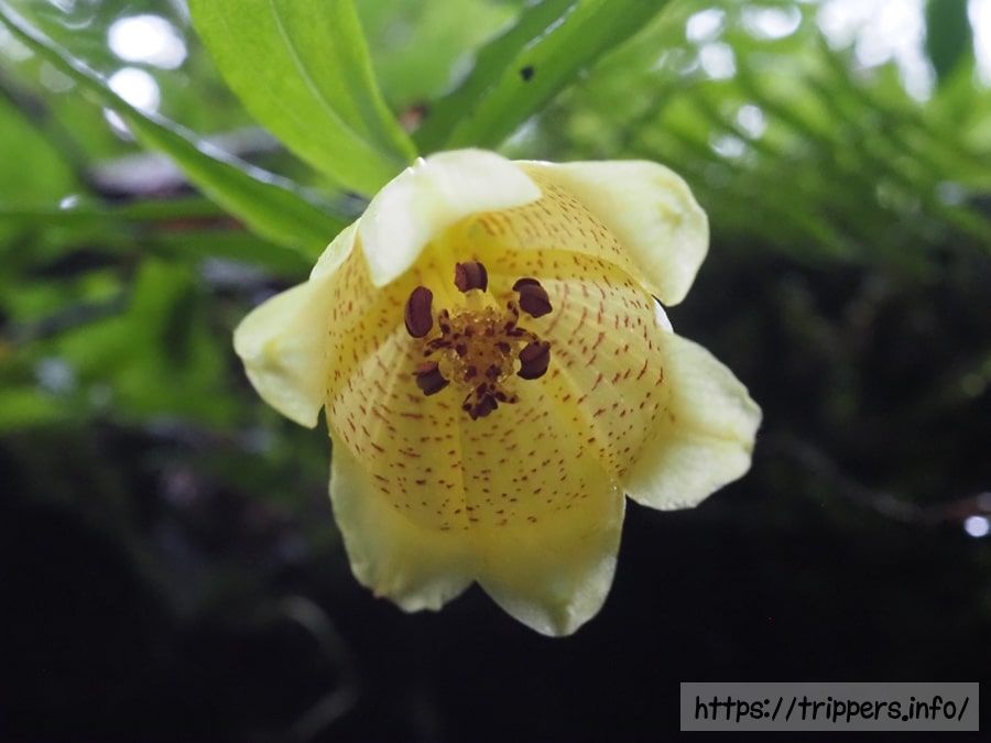 スルガジョウロウホトトギス