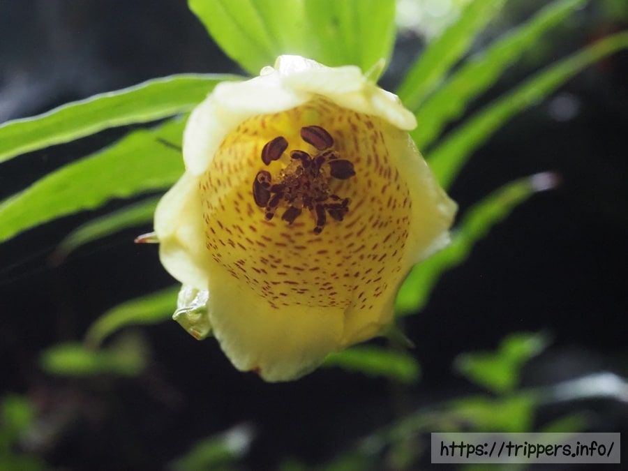 スルガジョウロウホトトギス