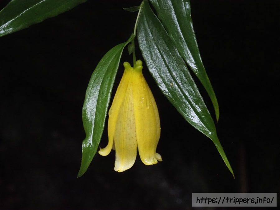 スルガジョウロウホトトギスの花