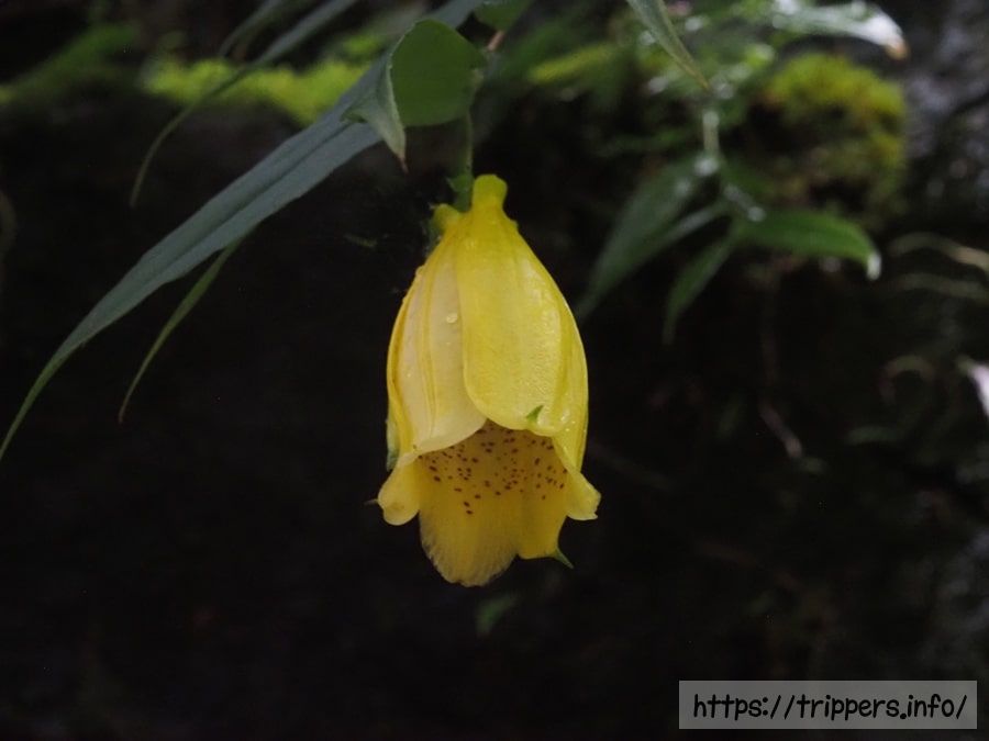 スルガジョウロウホトトギスの花
