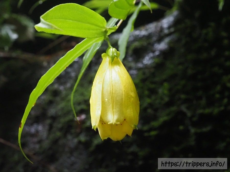 スルガジョウロウホトトギスの花