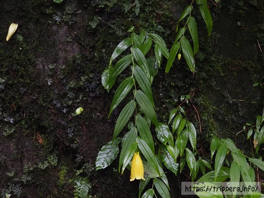 スルガジョウロウホトトギス