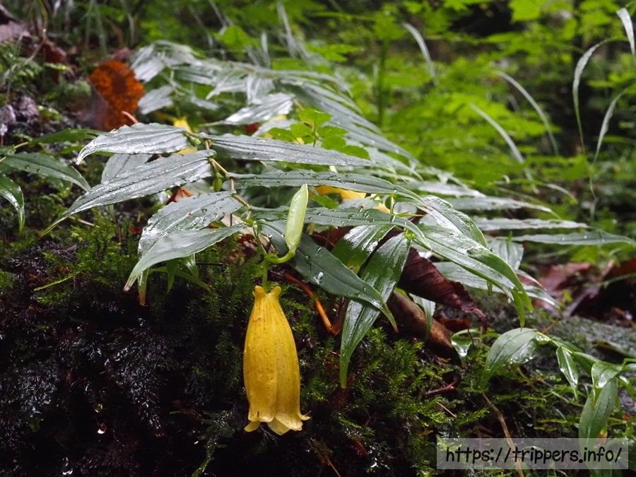 スルガジョウロウホトトギス