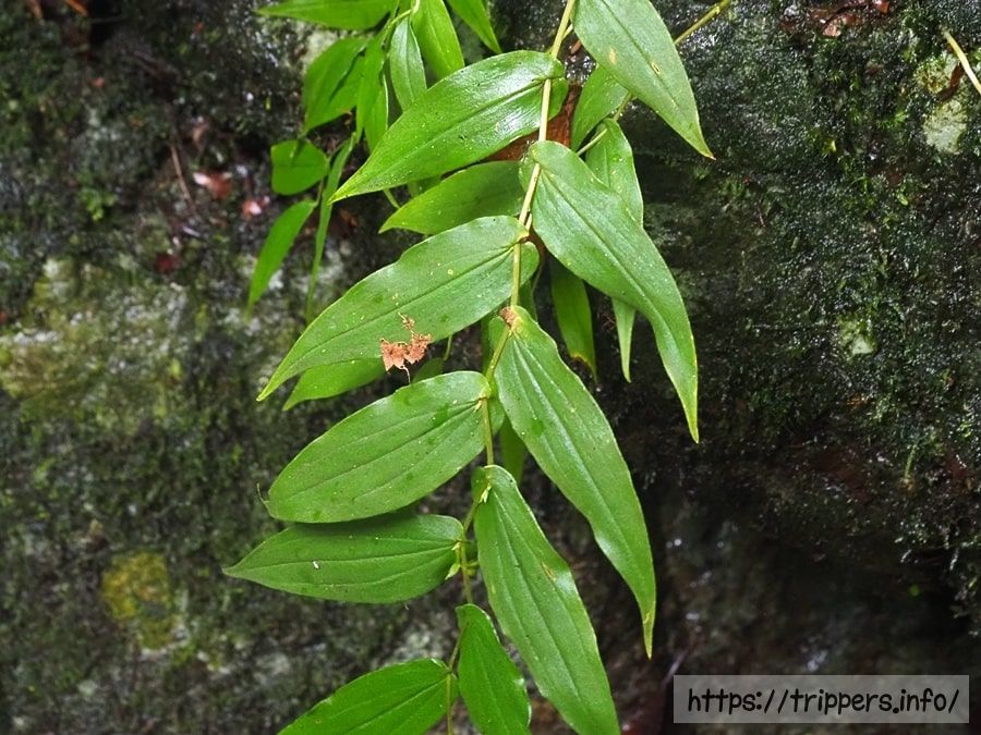 スルガジョウロウホトトギスの葉