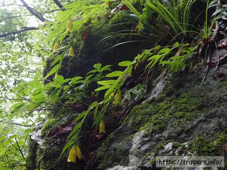 スルガジョウロウホトトギス