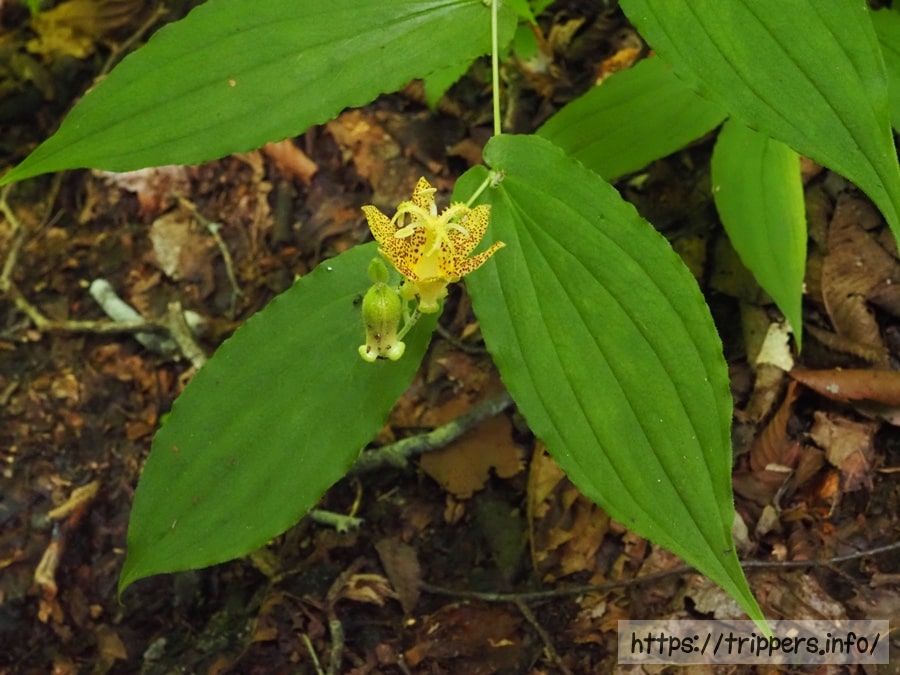 タマガワホトトギス