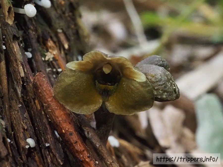 ミドリクロヤツシロラン