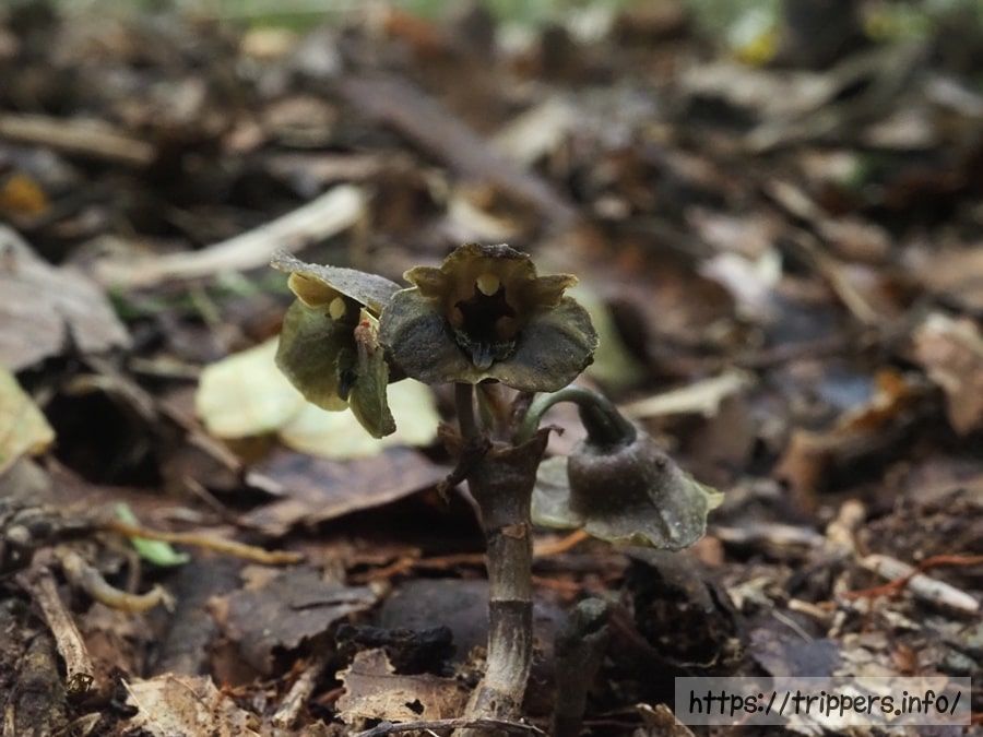 ミドリクロヤツシロランの花