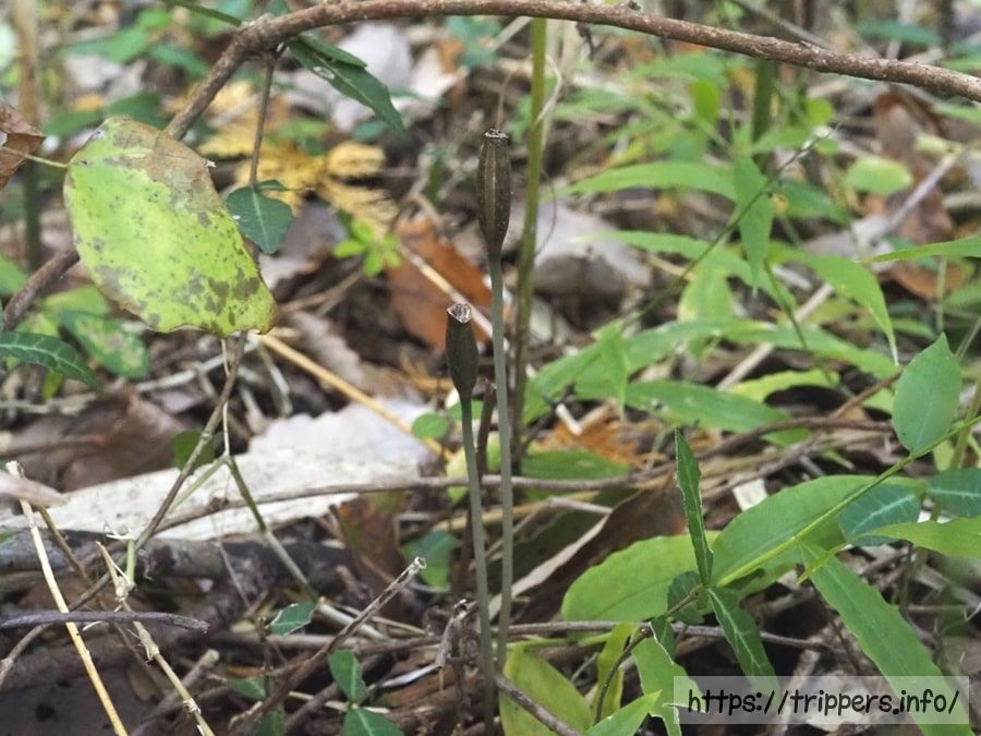 ミドリクロヤツシロランの果実