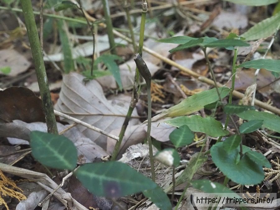 ミドリクロヤツシロラン