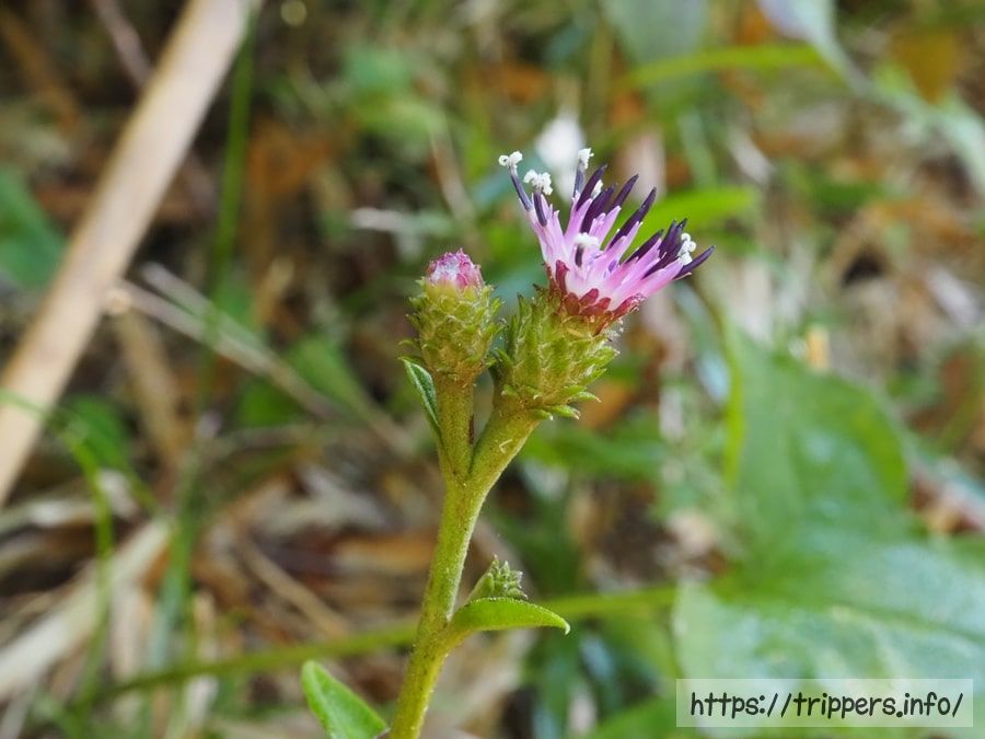 キントキヒゴタイ