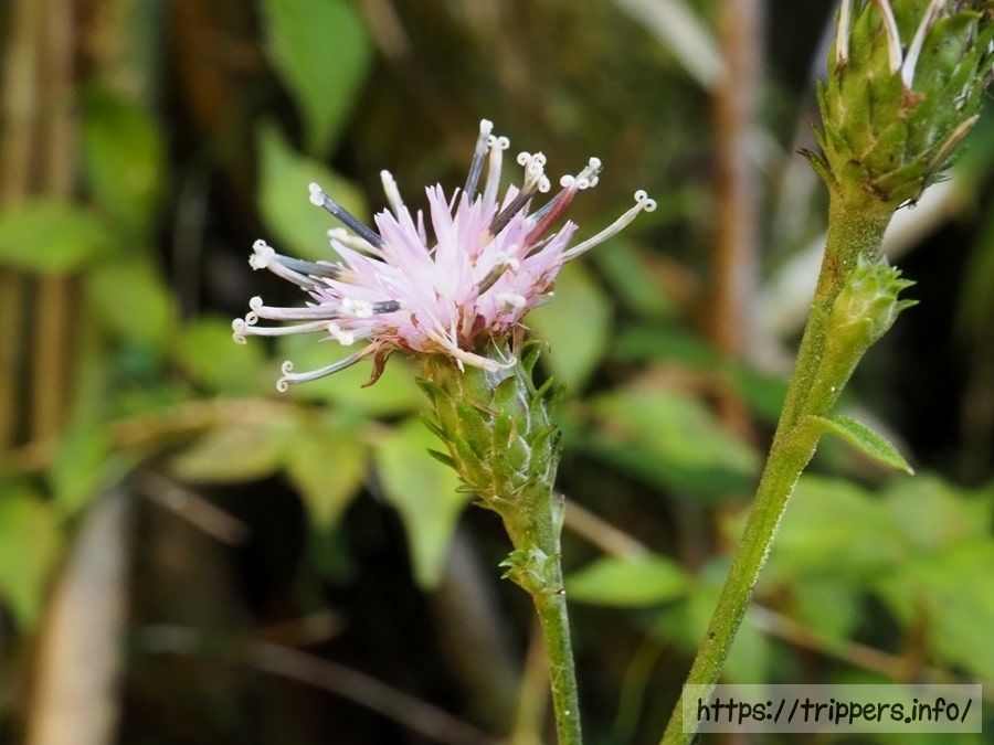 キントキヒゴタイの花