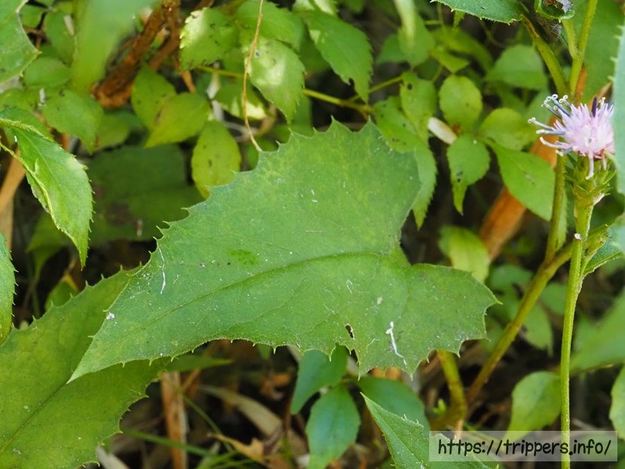 キントキヒゴタイの茎葉