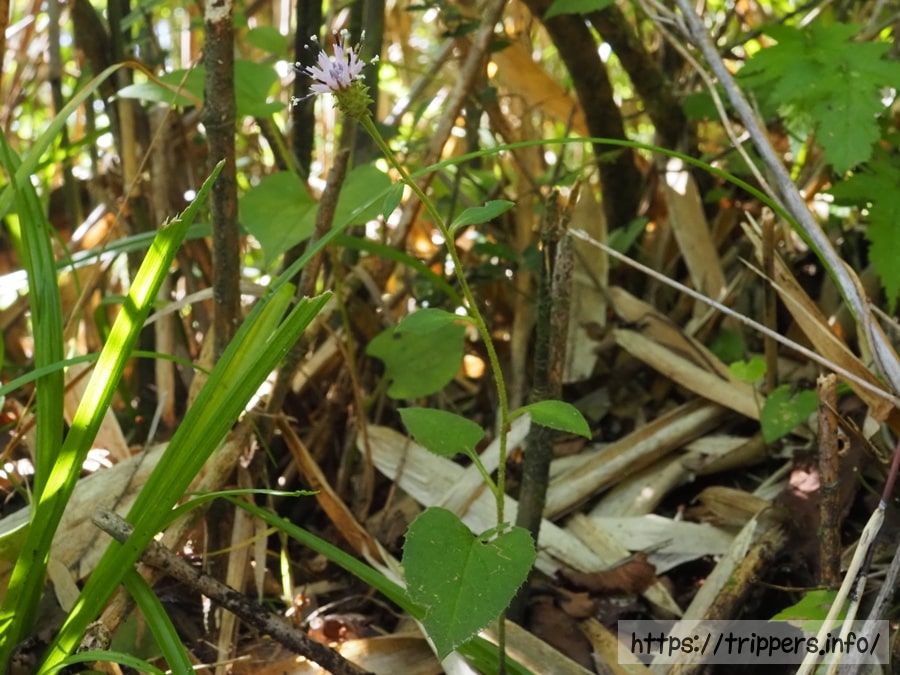 キントキヒゴタイ