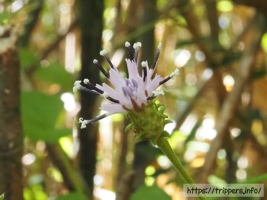 キントキヒゴタイ