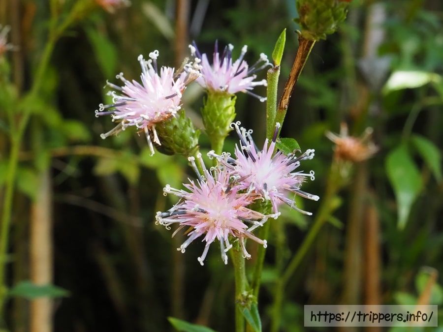 キントキヒゴタイ