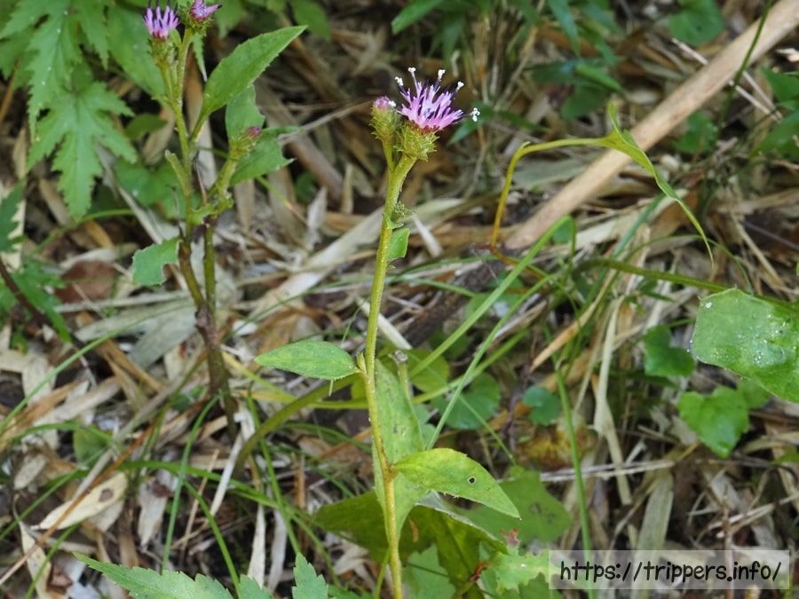 キントキヒゴタイ