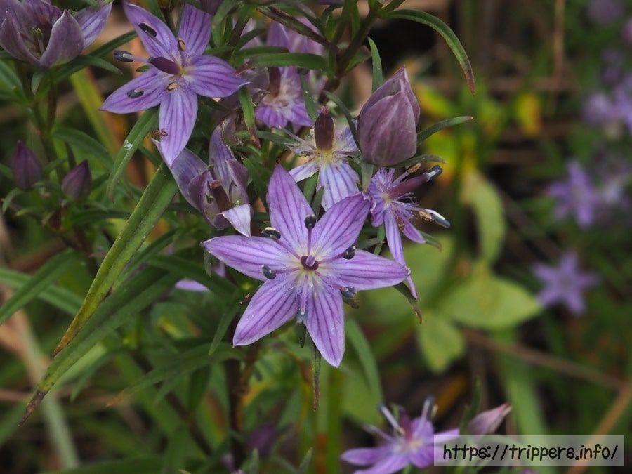 ムラサキセンブリ