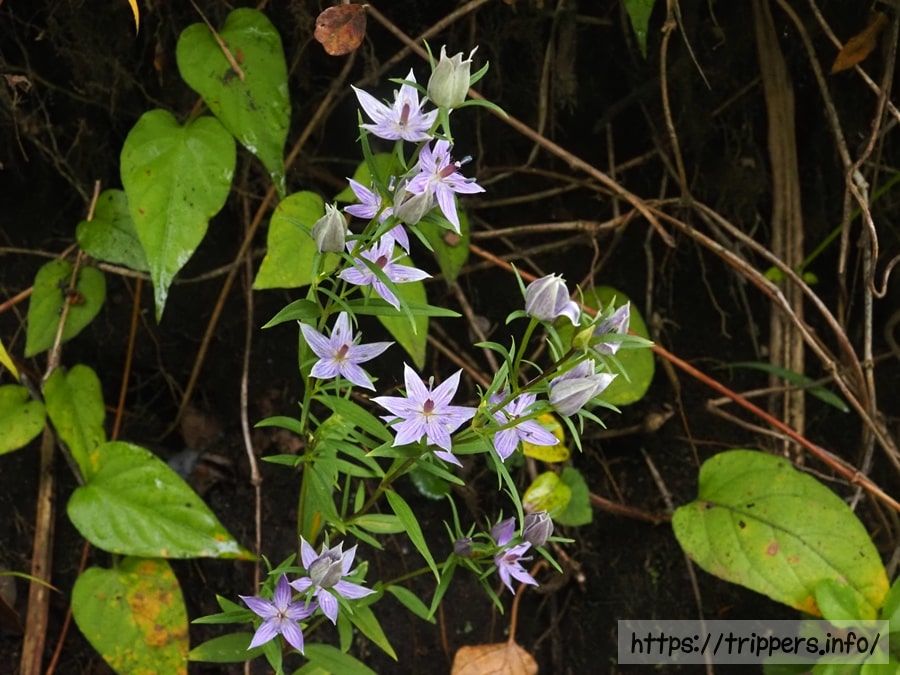 ムラサキセンブリ