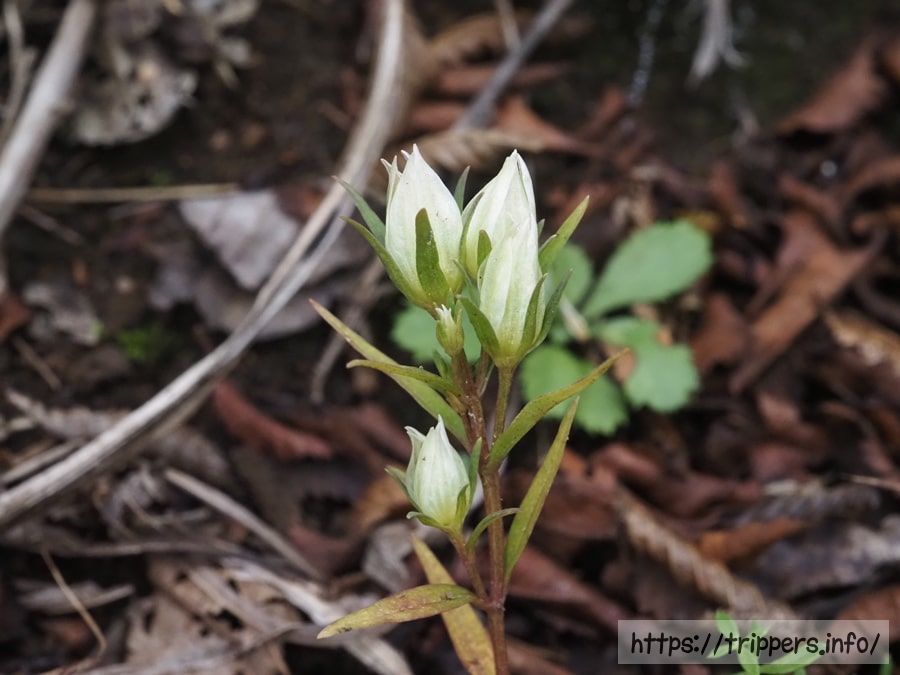 シロバナムラサキセンブリ