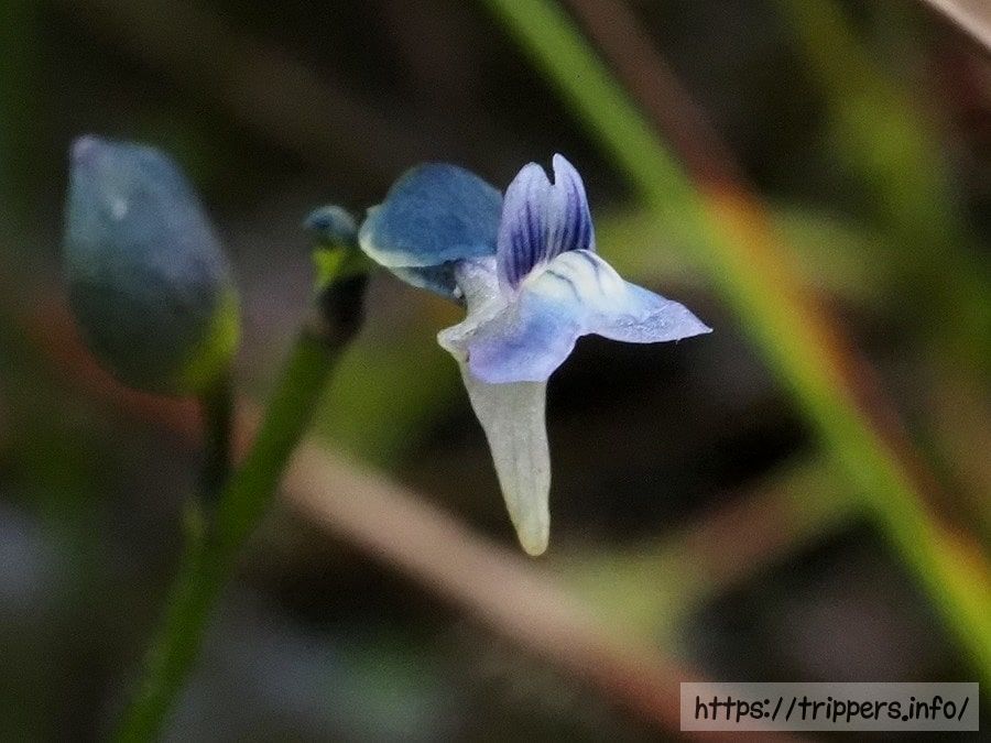 ムラサキミミカキグサ