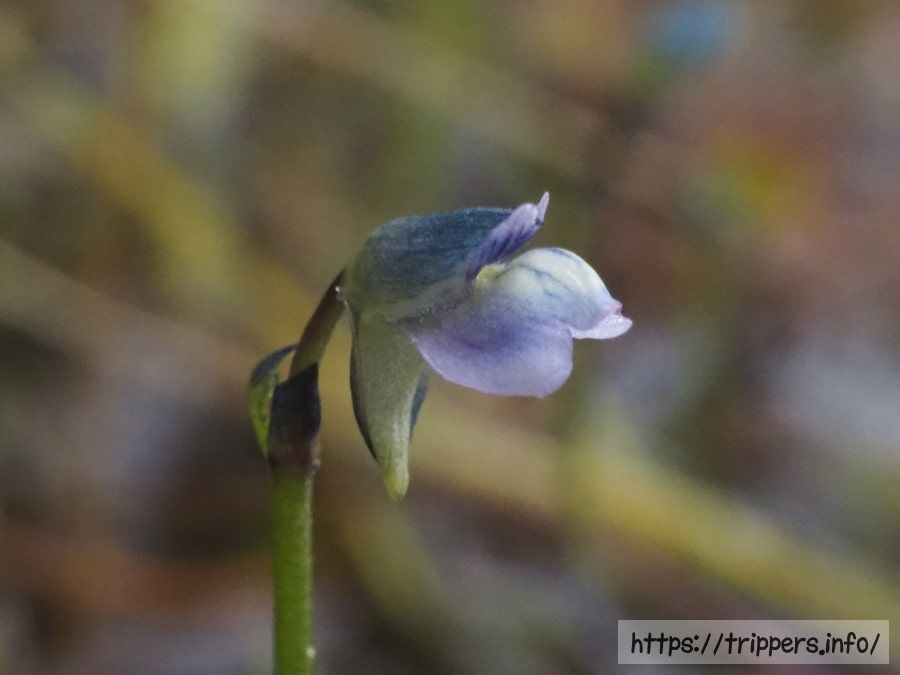 ムラサキミミカキグサ