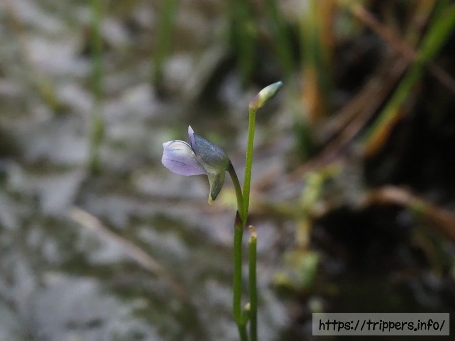 ムラサキミミカキグサ