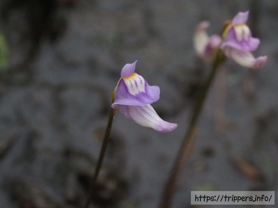 ホザキノミミカキグサ
