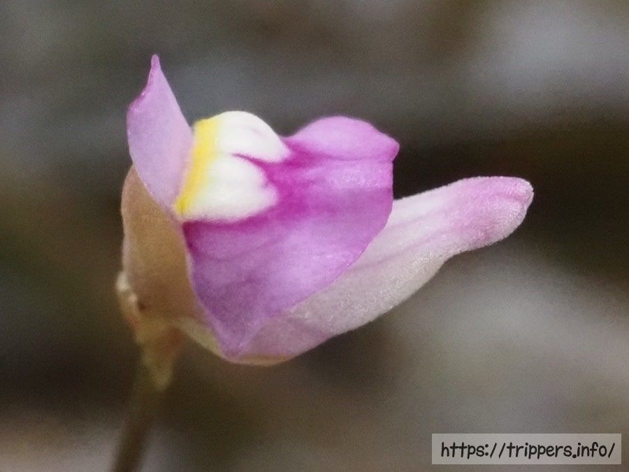 ホザキノミミカキグサ