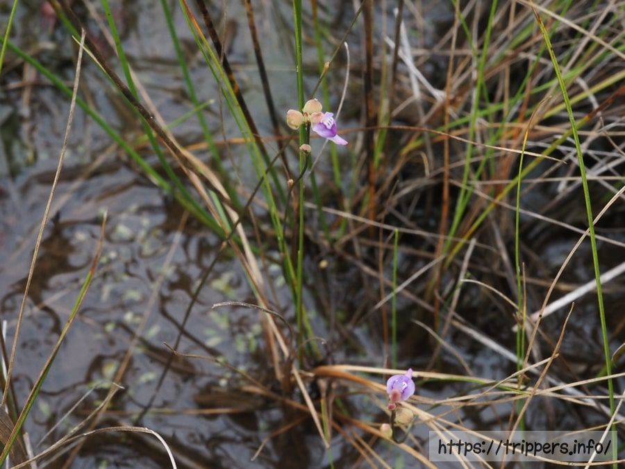 ホザキノミミカキグサ
