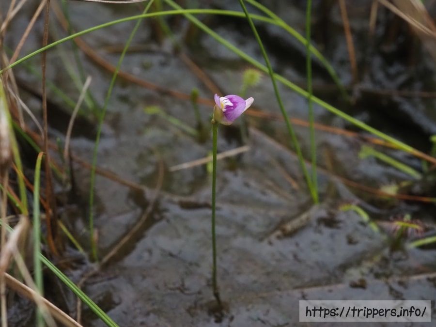ホザキノミミカキグサ