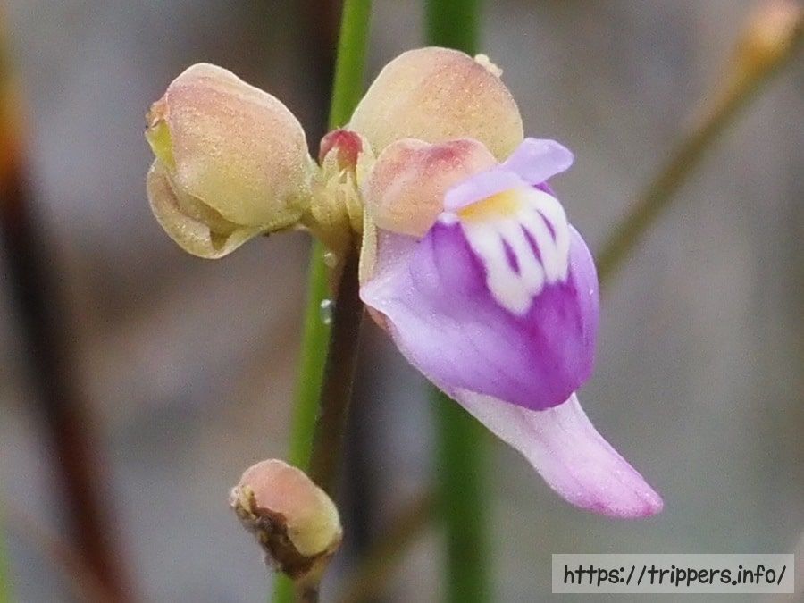 ホザキノミミカキグサ