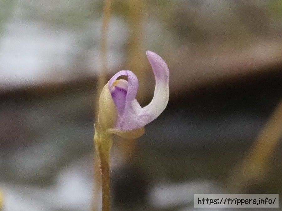 ホザキノミミカキグサ