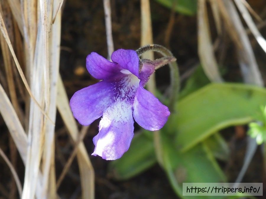 ムシトリスミレ