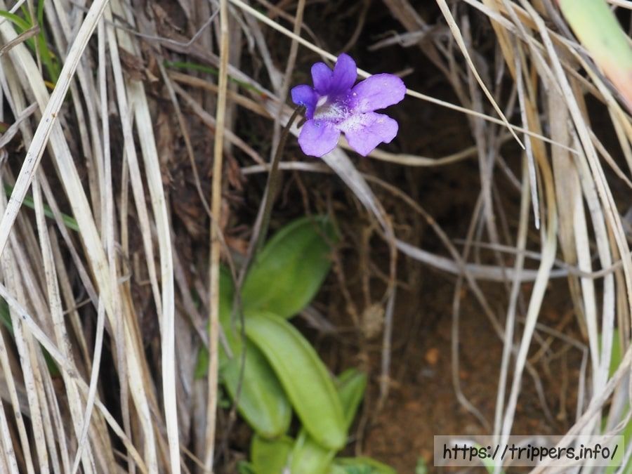 ムシトリスミレ