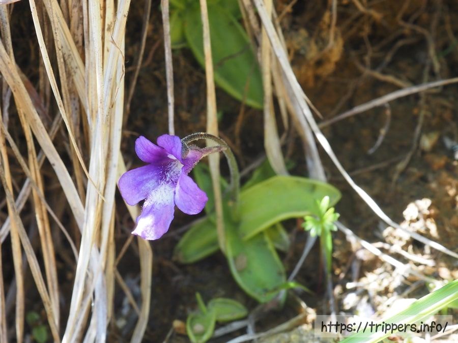 ムシトリスミレ