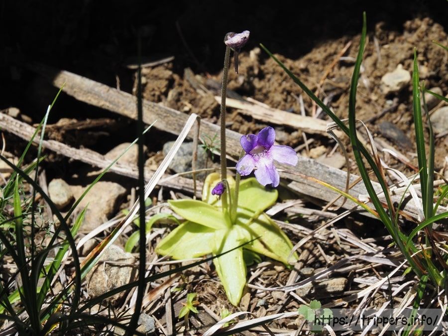 ムシトリスミレ