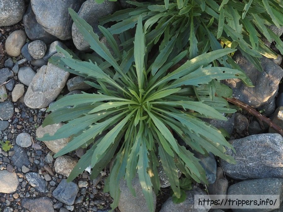 カワラノギクのロゼット葉