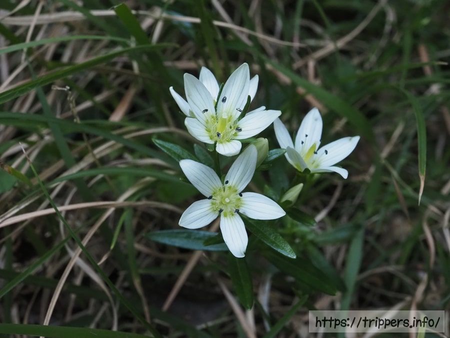 ヒロハセンブリ